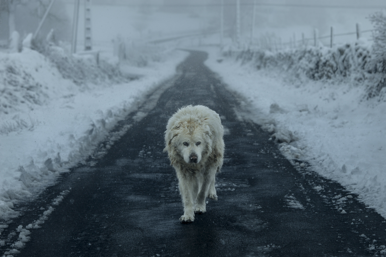 (ES) Un perro pasea por una carretera solitaria durante un día de nieve en Montederramo, Ourense, noroeste de España. En algunas zonas del rural gallego es difícil conocer gente, y algunos estudios científicos indican que el aislamiento puede causar trastornos mentales.

(EN) A dog walks along a lonely road during a snowy day in Montederramo, Ourense, northwestern Spain. In some parts of rural Galicia it is difficult to meet people, and some scientific studies indicate that isolation can cause mental disorders.