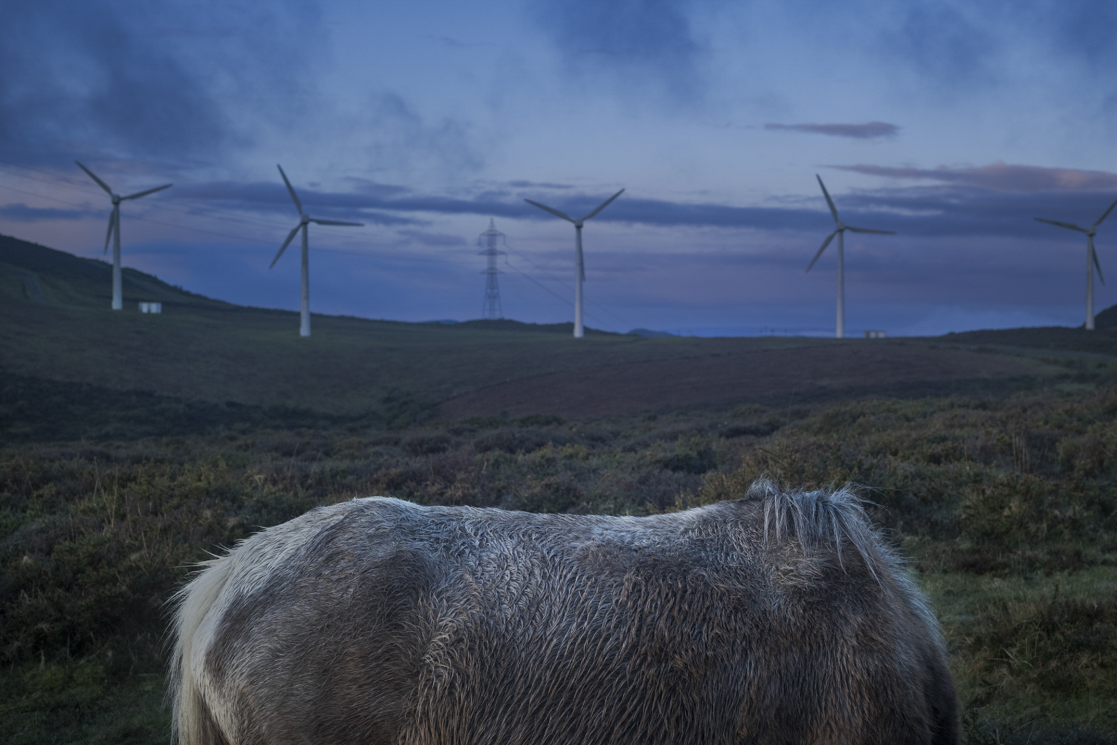 (ES) Un caballo salvaje ante los aerogeneradores de un parque eólico en Muras, Lugo, noroeste de España. El municipio lucense de Muras, en el que viven 600 vecinos, es el que más aerogeneradores tiene de toda Galicia. Cuenta con un total de 20 parques eólicos y acumula 381 molinos a lo largo de toda su superficie.

(EN) A wild horse stands in front of wind turbines in a wind farm in Muras, Lugo, in the northwest of Spain. The municipality of Muras, with a population of 600 residents, has the highest number of wind turbines in Galicia. It hosts 20 wind farms and a total of 381 turbines distributed across its entire territory.