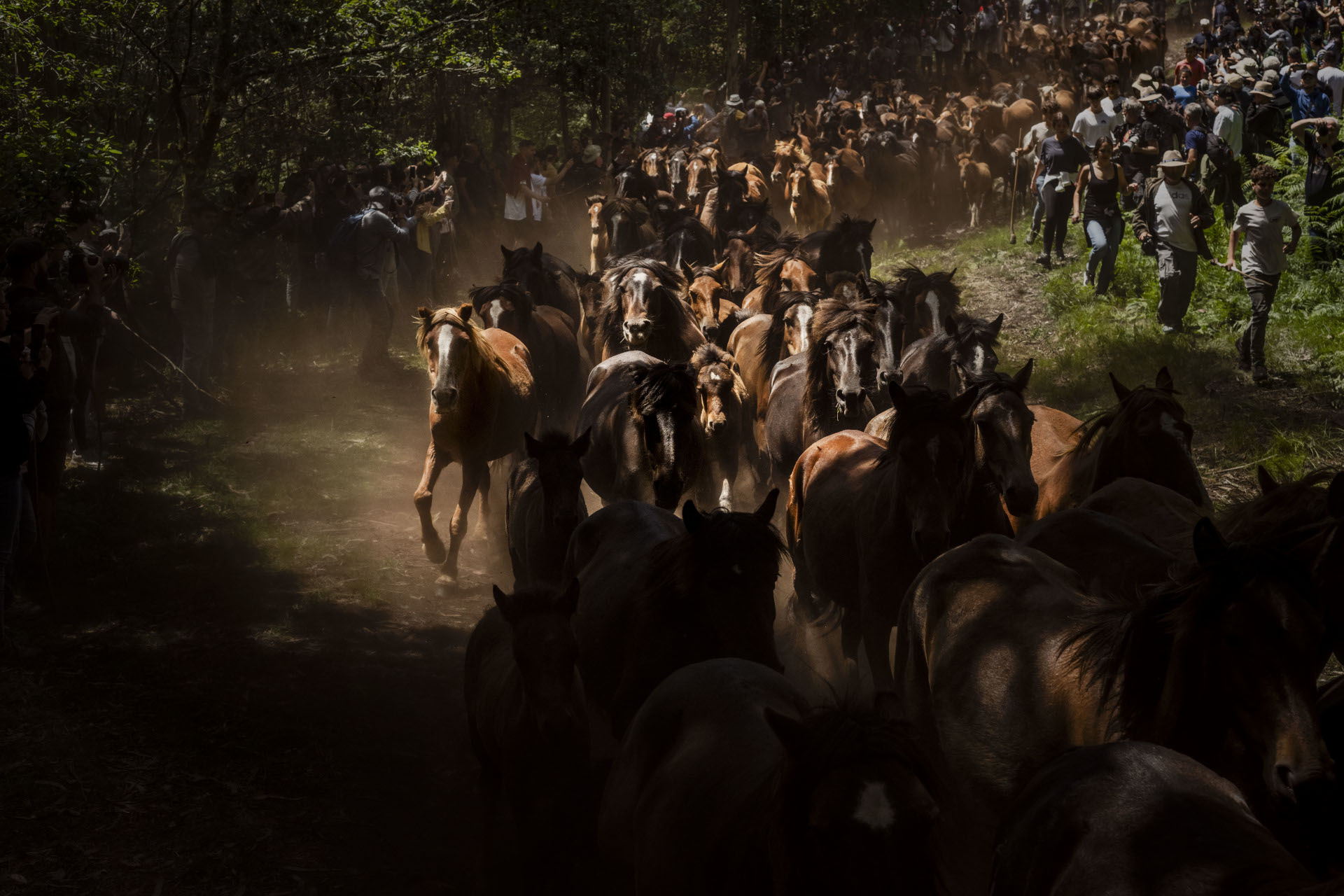 As manadas son conducidas cara a vila de Sabucedo durante “A Baixa”, que é como se coñece á xuntanza e baixada das “bestas” cara Sabucedo, A Estrada (Tabeirós-Terra de Montes). (Foto: Brais Lorenzo)