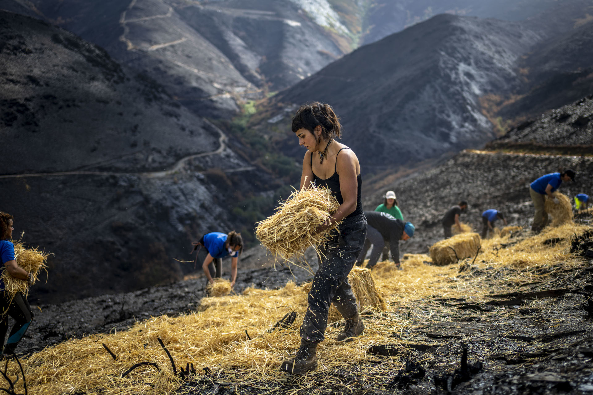 Unha muller realiza a técnica do mulching en Casaio, Carballeda de Valdeorras (Ourense).