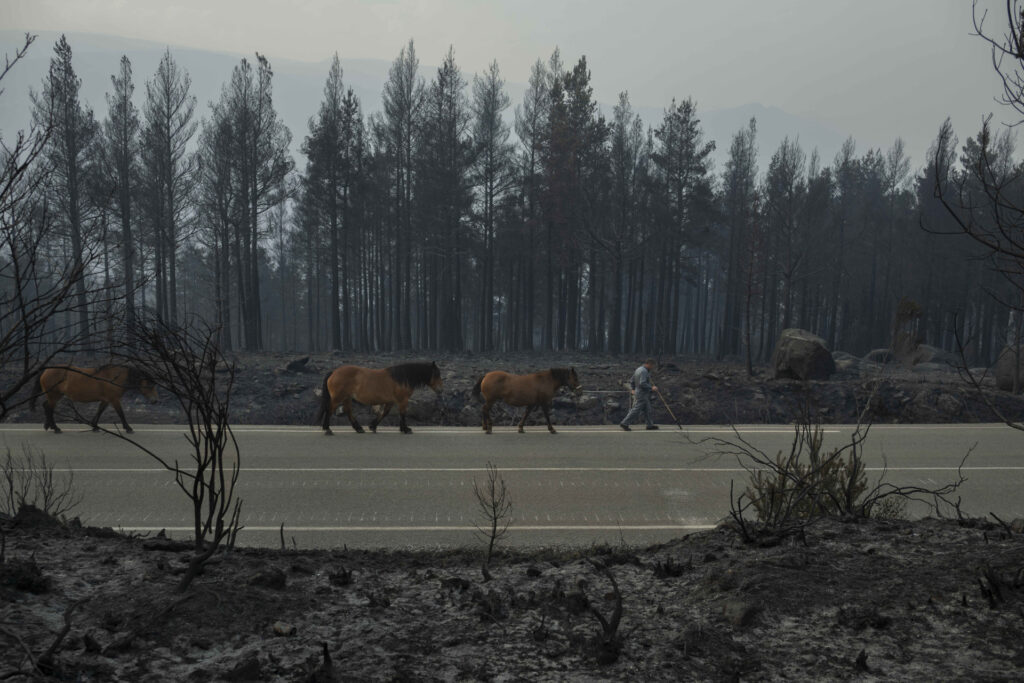 Un gandeiro baixa os seus cabalos da montaña tras quedar sen alimento despois dun incendio en Manzaneda, Galicia. - Brais Lorenzo