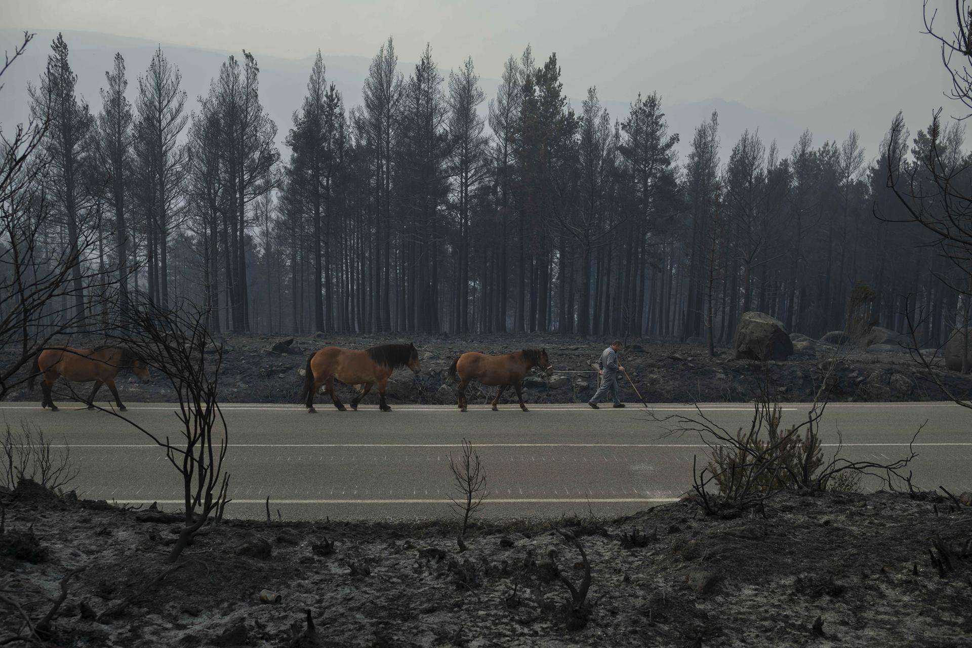 Un gandeiro baixa os seus cabalos da montaña tras quedar sen alimento despois dun incendio en Manzaneda, Galicia. – Brais Lorenzo
